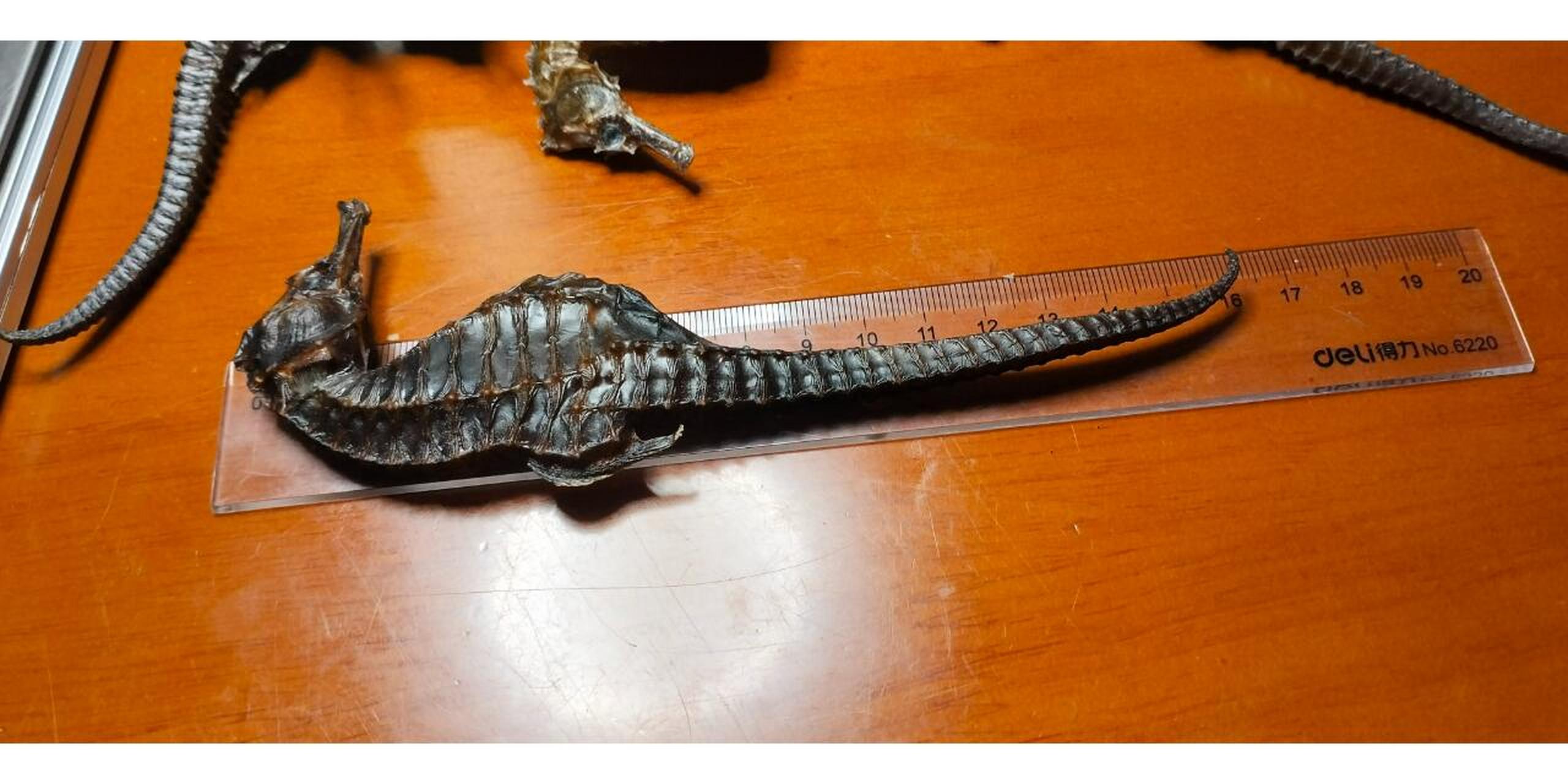 线纹海马, 药典品种, 适合儿童成长汤, 海马,田七,小公鸡煲汤,11岁至