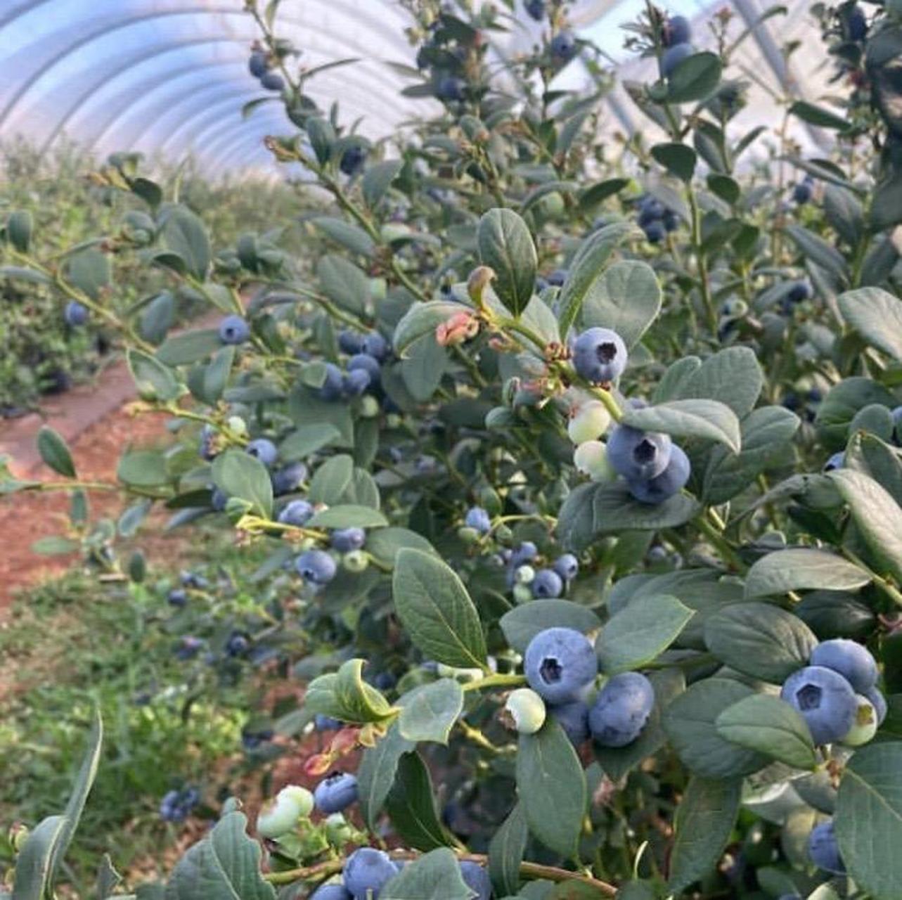 蓝莓果王品种:优瑞卡.