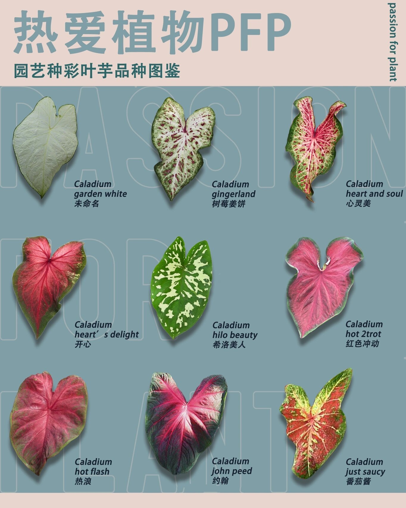 122品种 全网最全彩叶芋属图鉴(上) 为什么这么久没有发品种图鉴了?