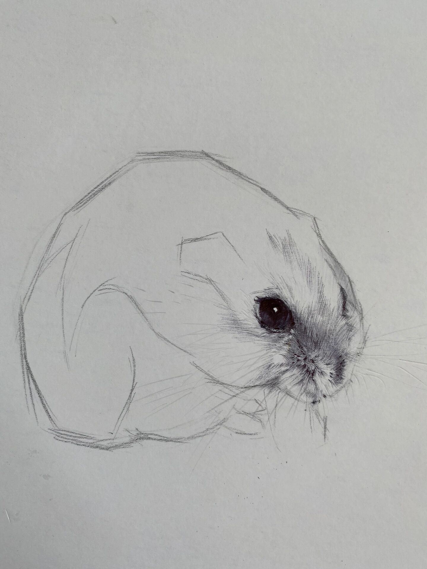 动物素描-仓鼠 及一些作画步骤@香菜小先生的动态