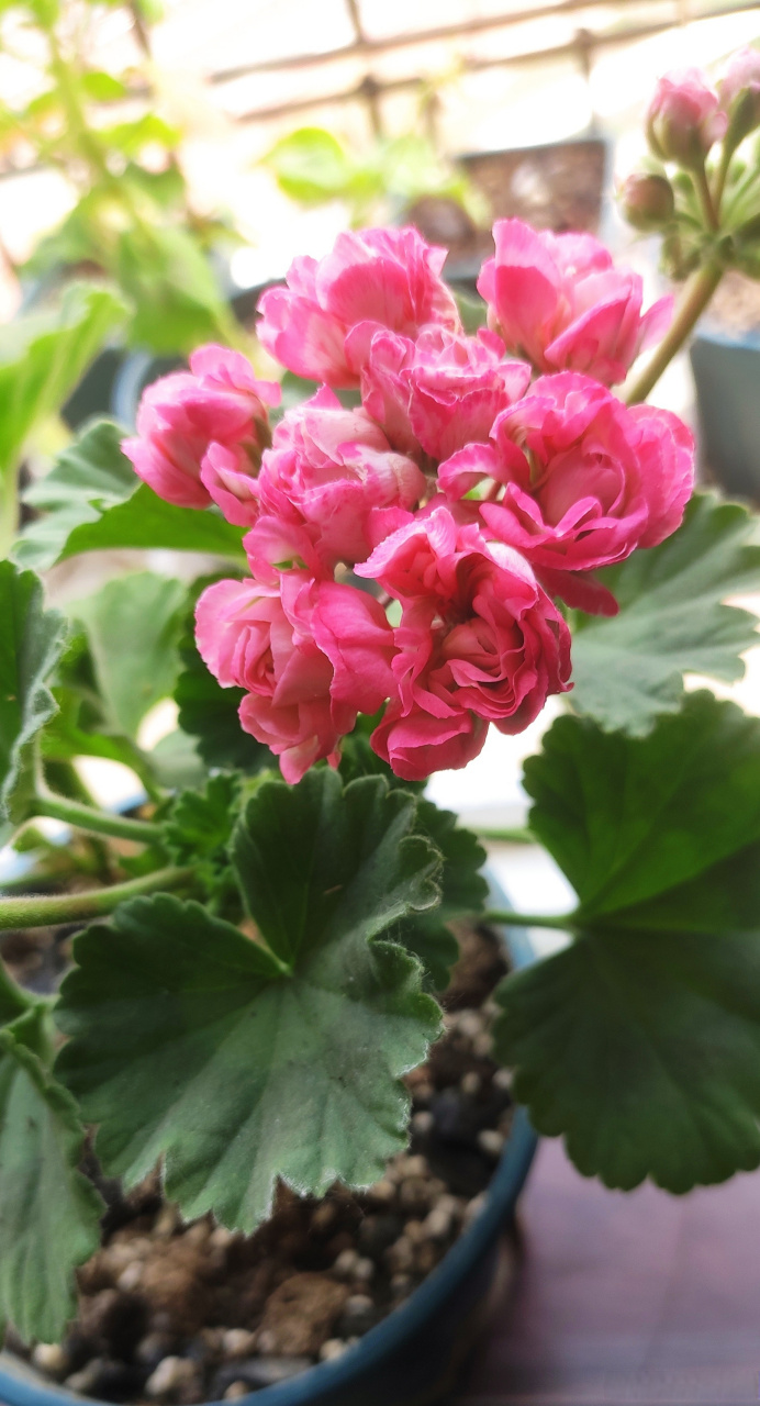 初养天竺葵,直立碗类天竺葵,丹尼斯碗.玫瑰花型.