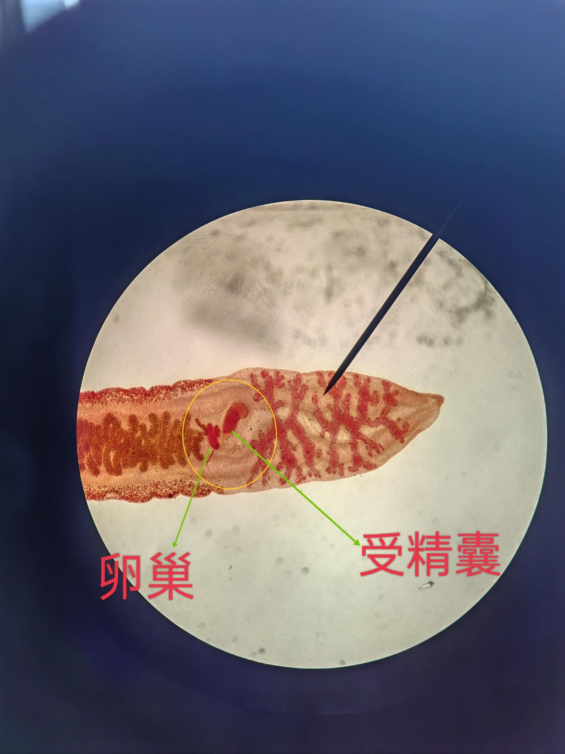 华支睾吸虫成虫