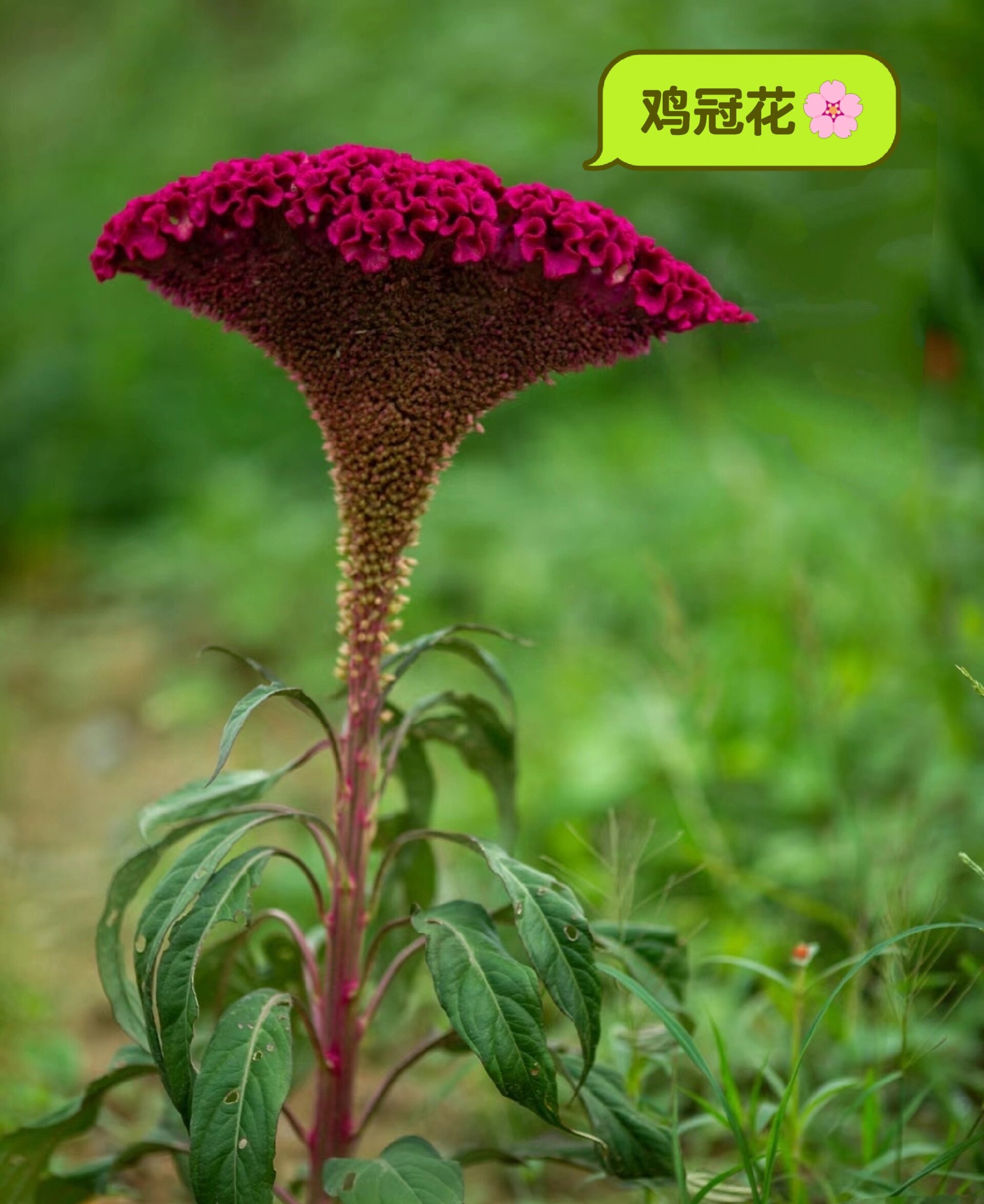 每天认识一种花-鸡冠花94