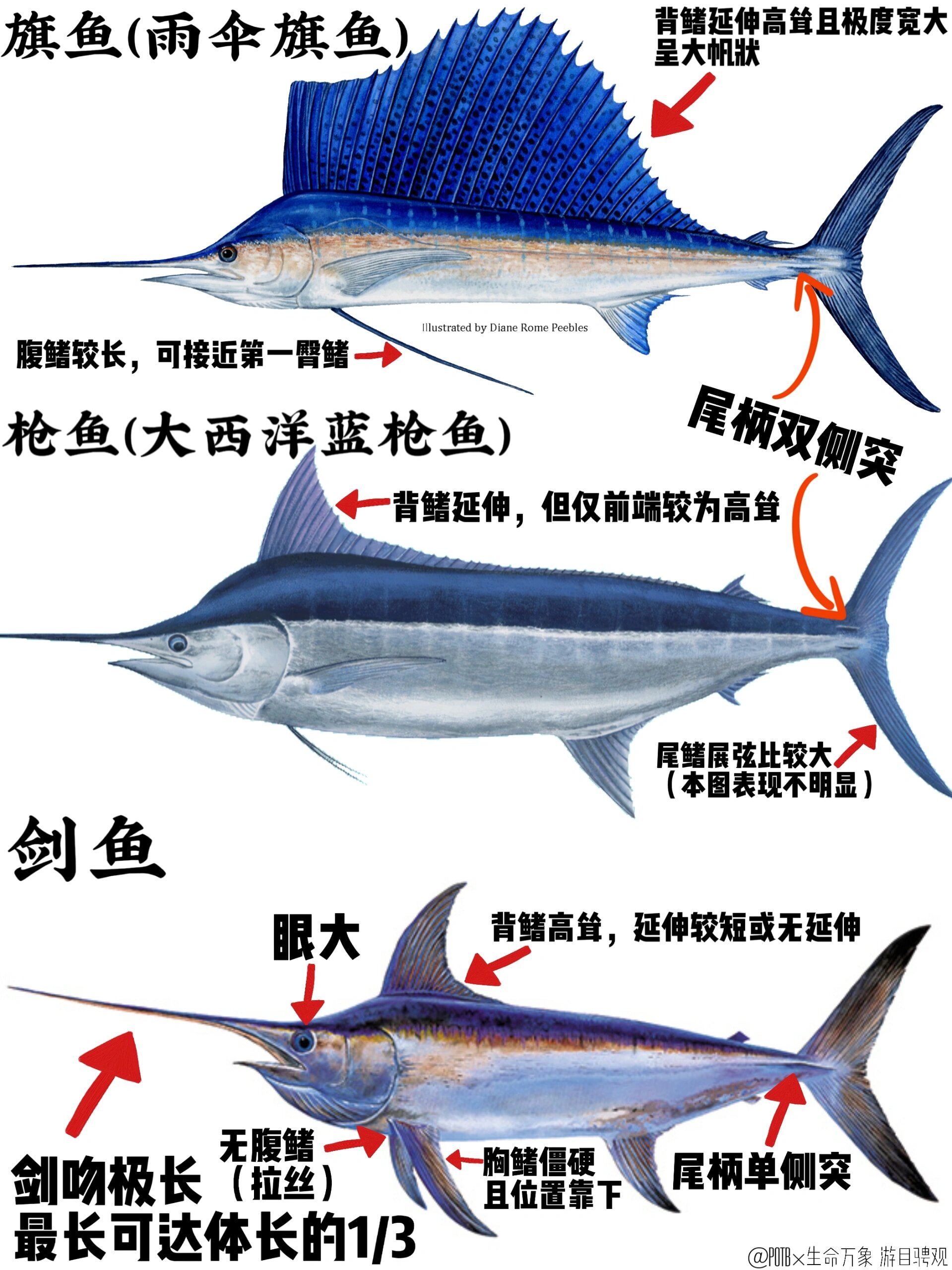 工匠大师剑鱼图片