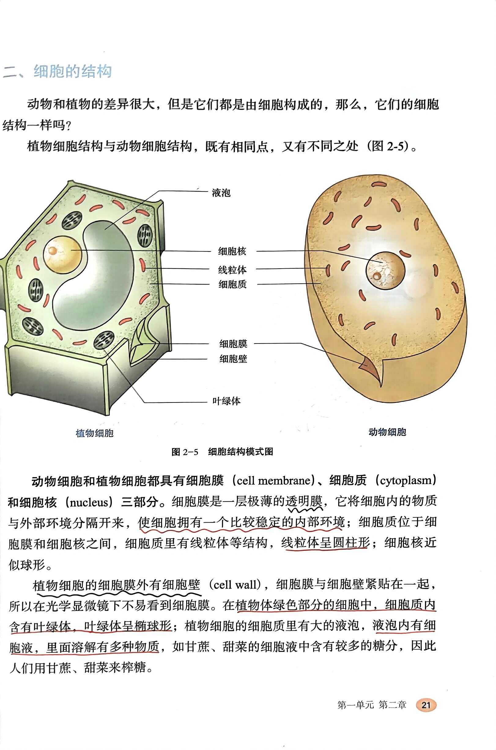 七上动植物细胞结构图图片