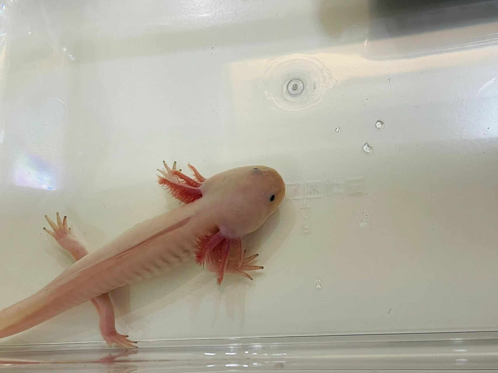 六角恐龙一直游是什么原因 刚刚买回来到家三天  都是一天一换水 拿