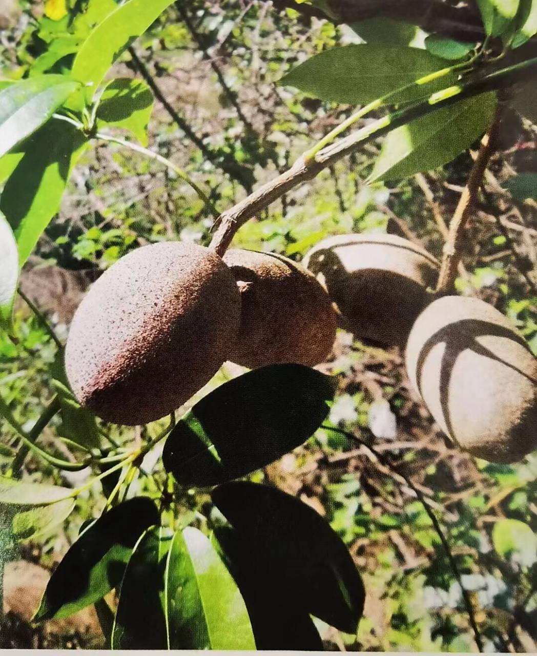 排在牛类药榜首的白九牛长这样,白九牛也叫那藤,七姐妹藤,牛藤.