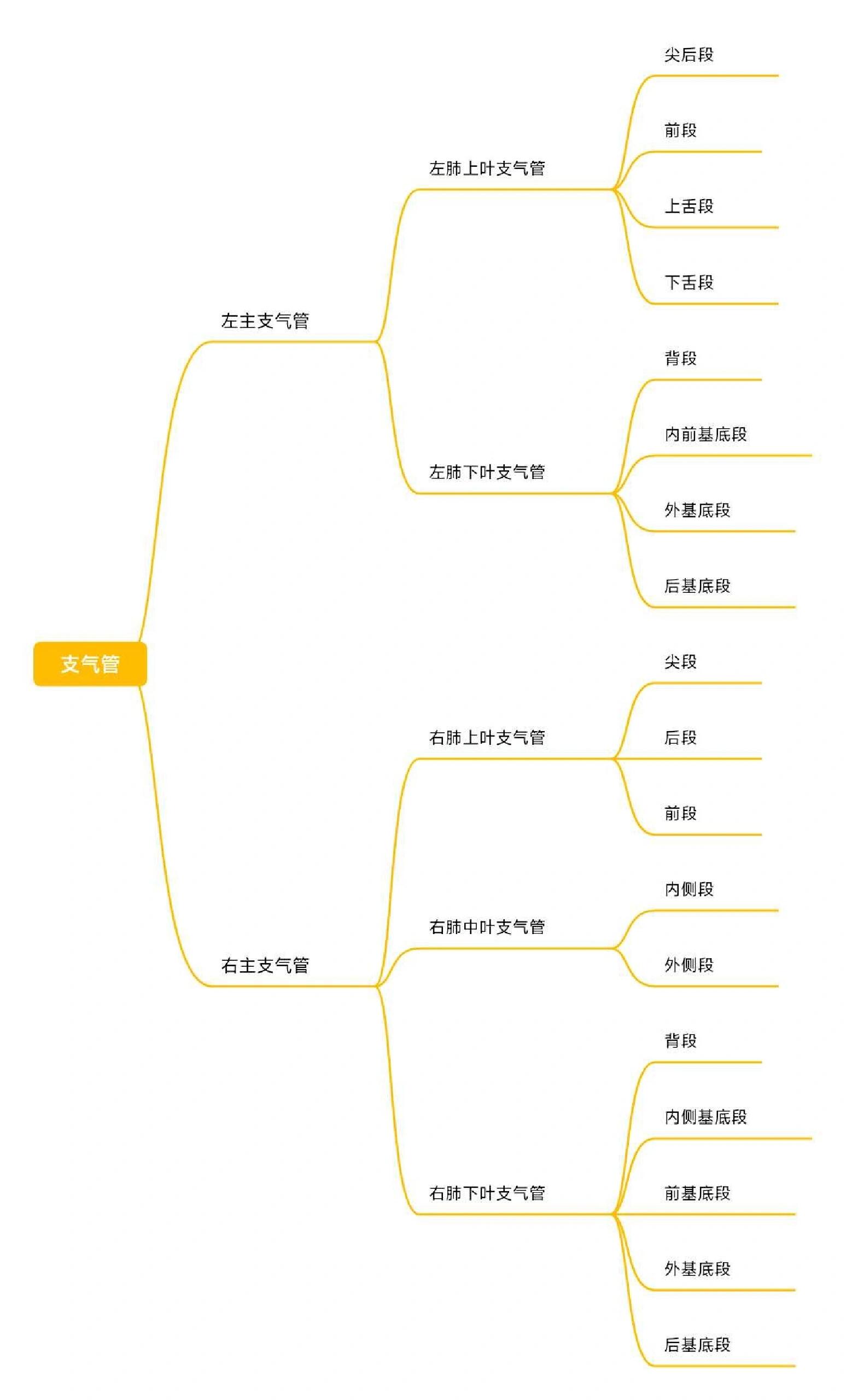 支气管分段图片