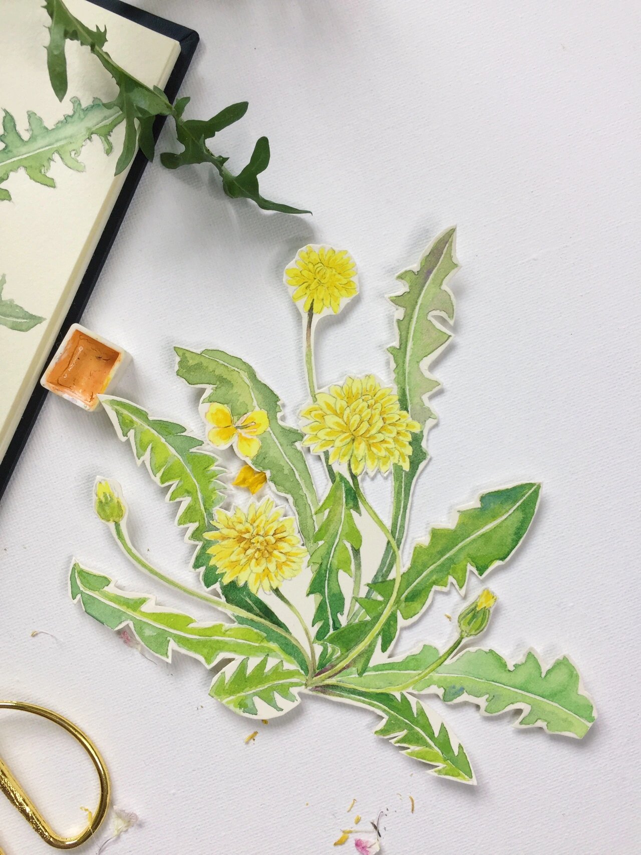 水彩蒲公英(附过程图)每日一绘 #水彩画教程# #绘画日常# #寻找小红书