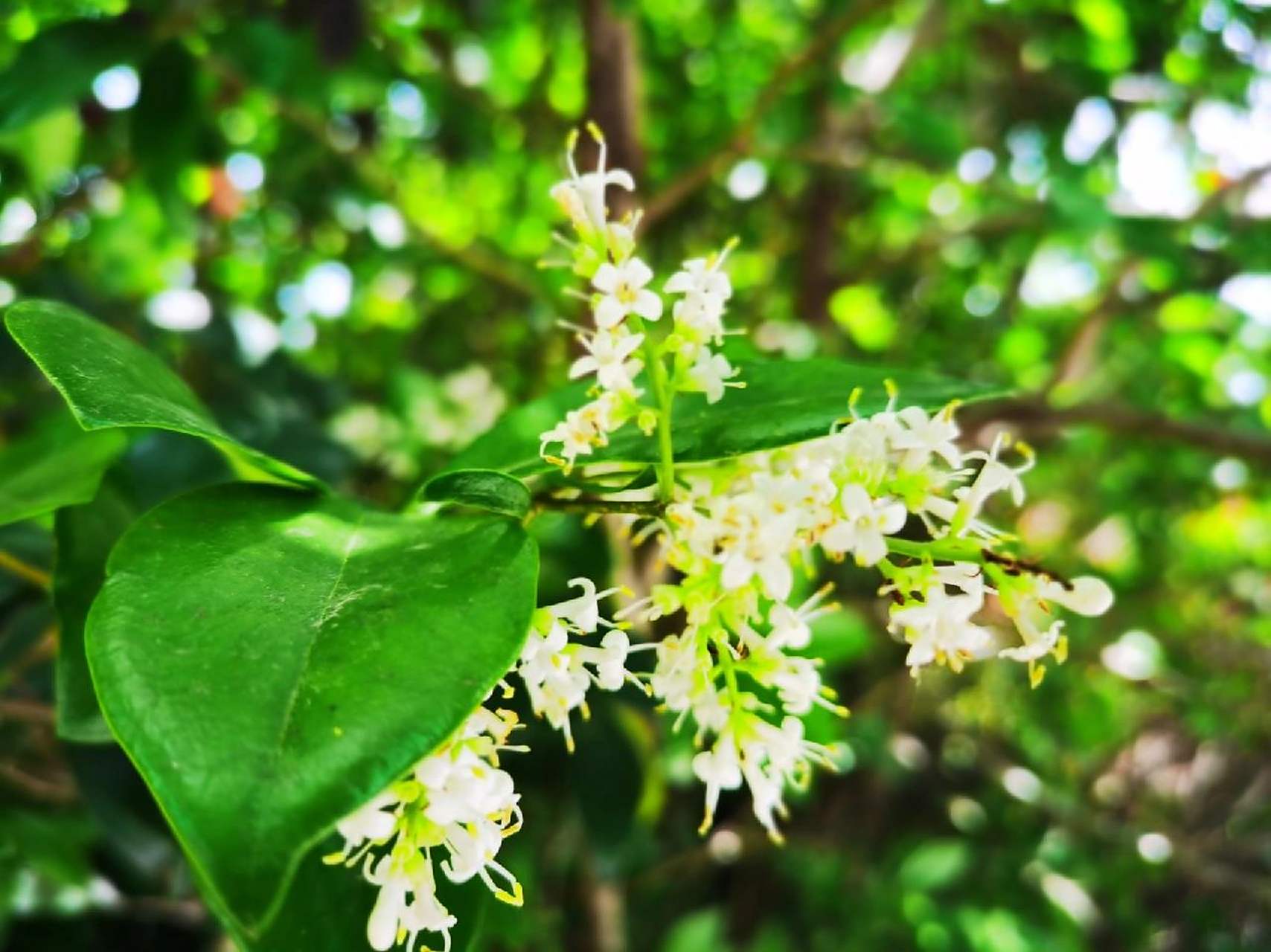 白蜡树开花 白蜡树