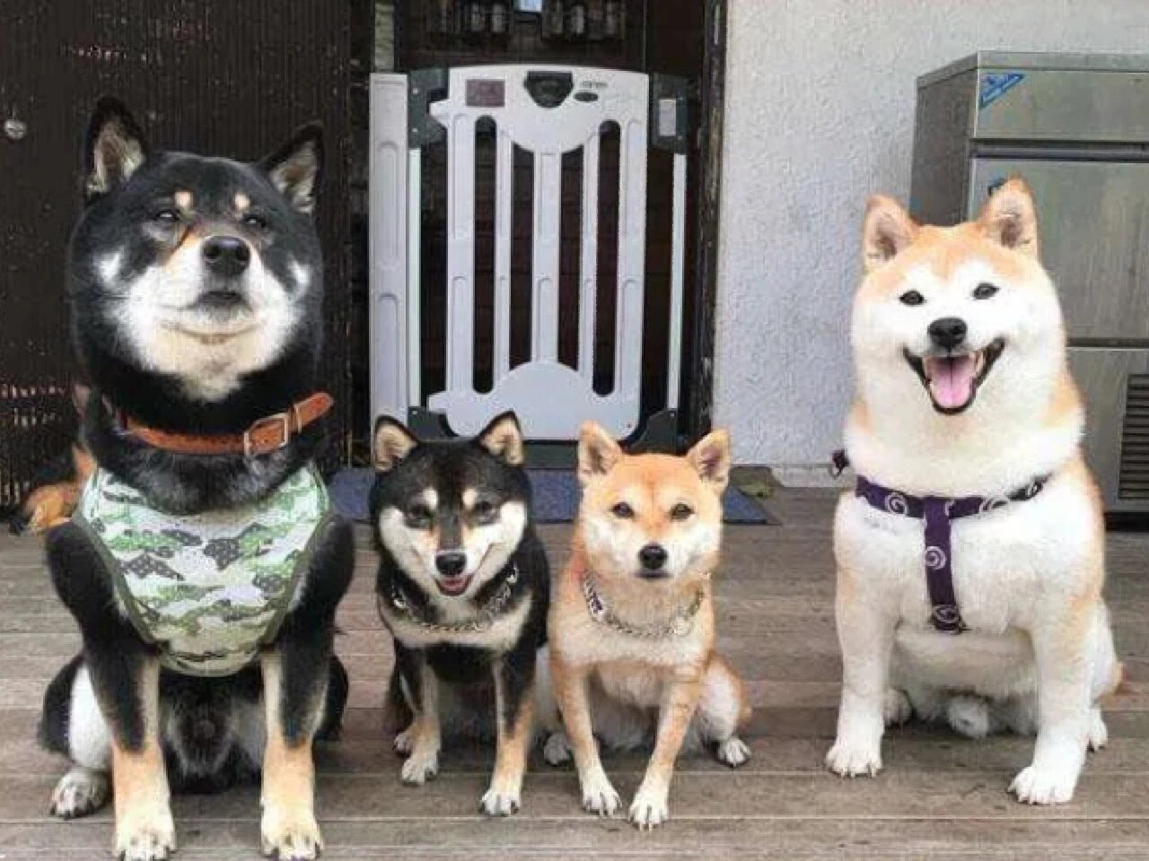 柴犬和豆柴的区别 豆柴和柴犬的在很多方面都有明显的区别 16615