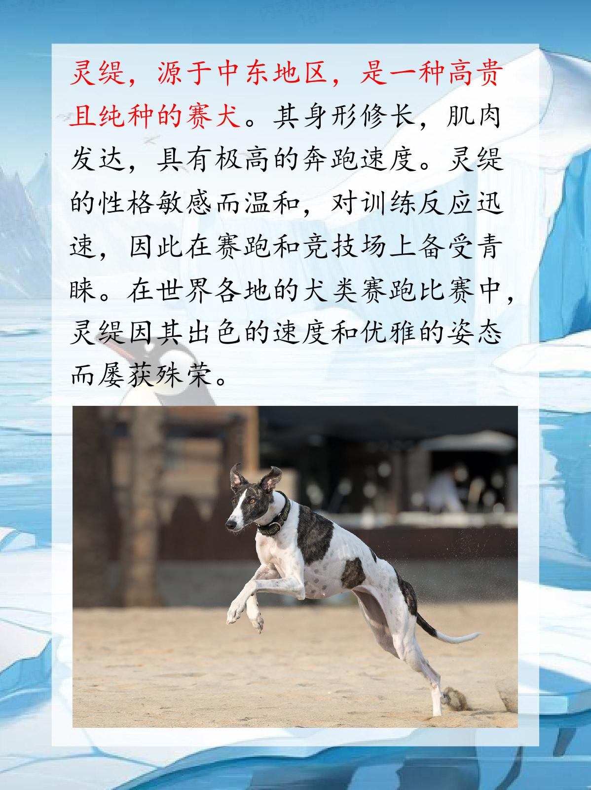 灵提犬与细犬图片