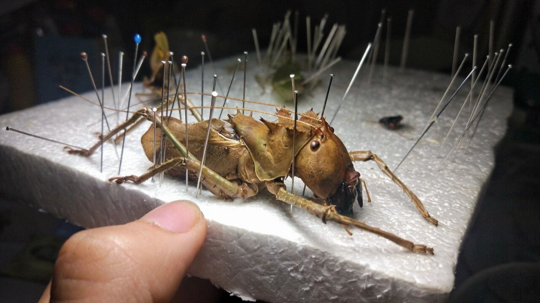 凶神恶煞的蚂蚱 东南亚的天狗螽斯 长相最怪异的直翅目昆虫之一国内