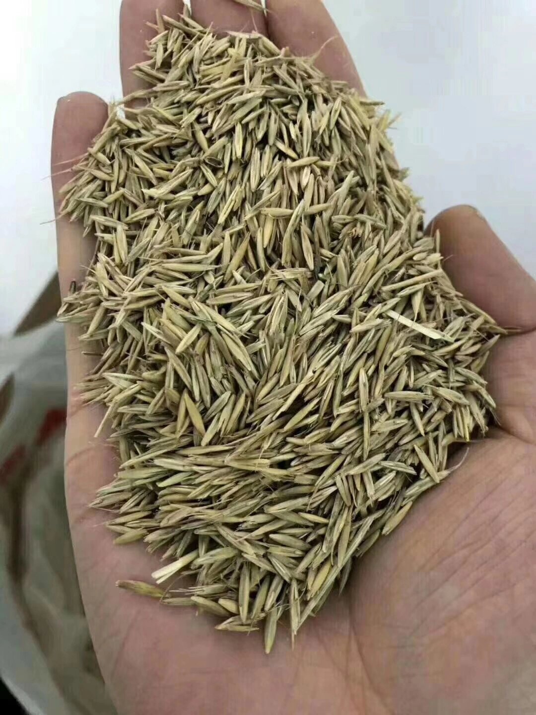 披碱草属旱中生牧草,适应性广,特耐寒抗旱,在冬季～41℃的地区能安全