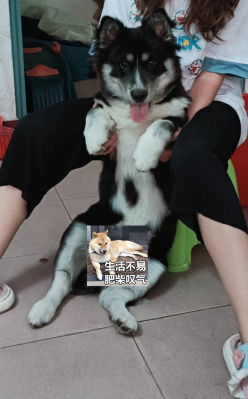 阿拉斯加犬串串合集图片