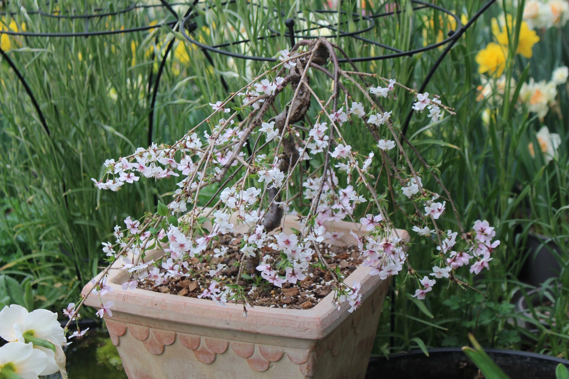 富士垂枝樱 先白后粉 一树樱花 一席梦 刹那间的芳华已是落英缤纷