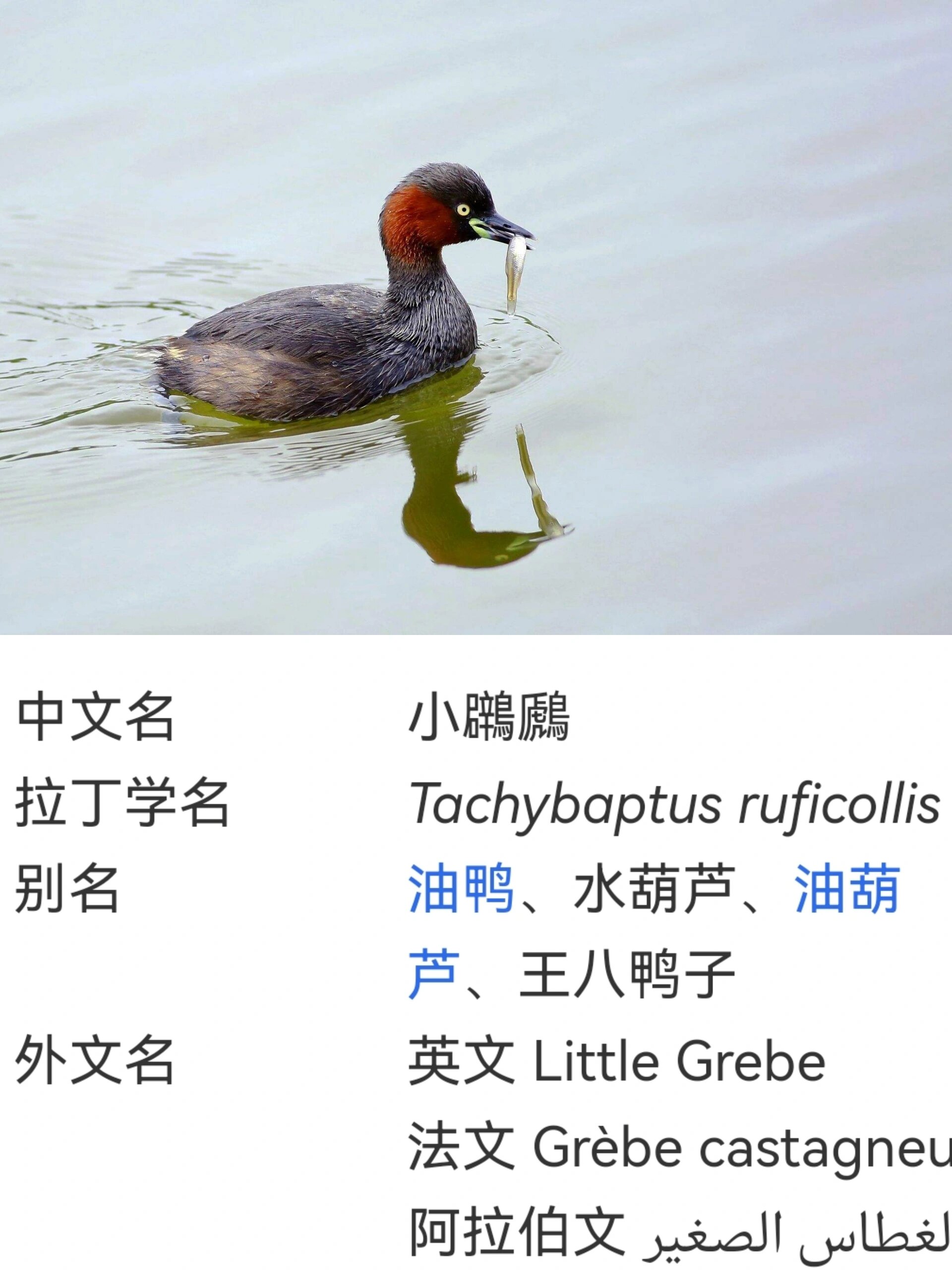 小鸊鷉,常见的水鸟,别名油鸭,王八鸭子