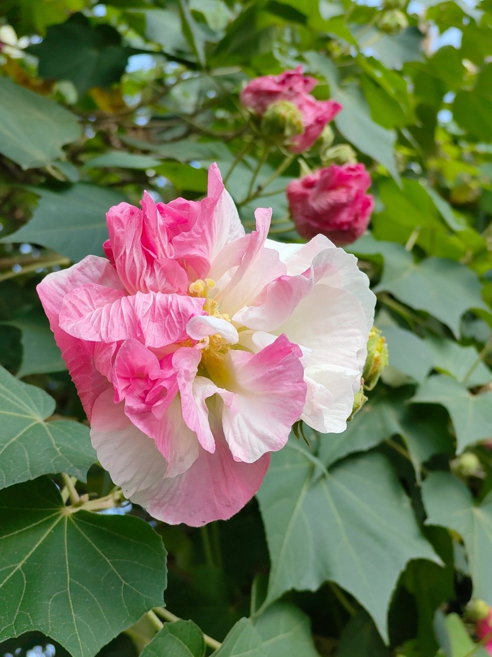 成都市的市花 突然觉得阳光下的芙蓉花好美