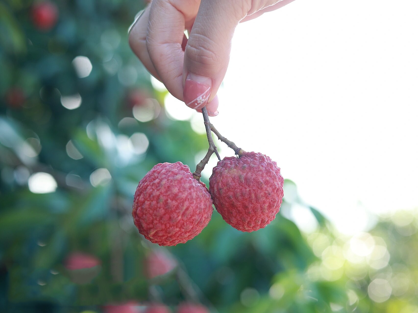 糯米糍荔枝的升级品种——【仙香糯荔枝】 入口就是优秀模板,软糯中带