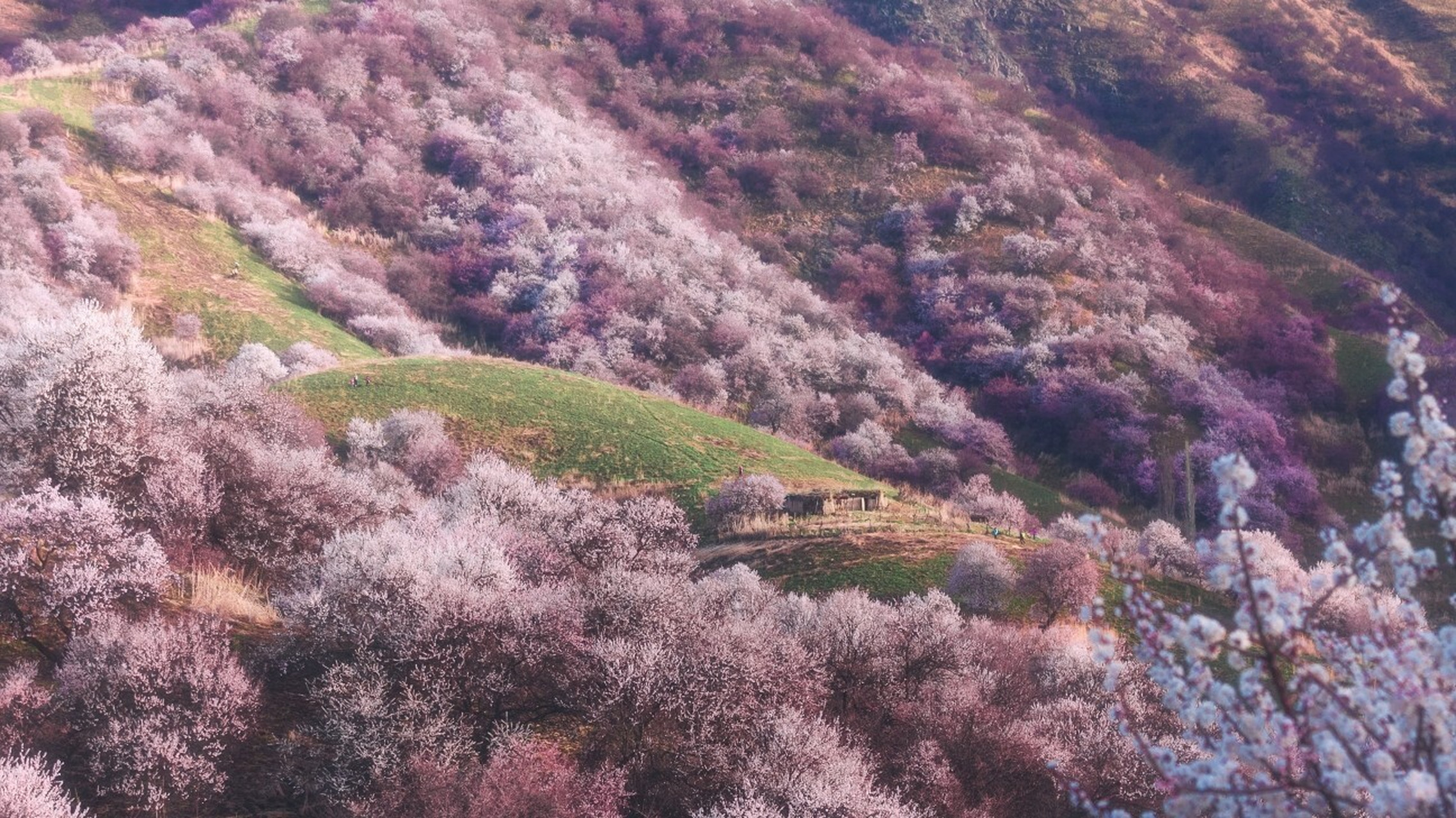 伊犁的杏花图图片