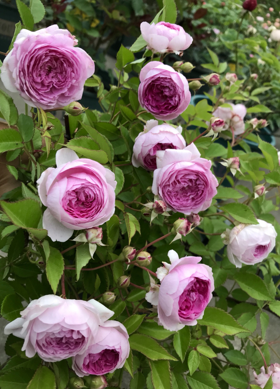 我的月季系列——玛姬婶婶 玛姬婶婶我很喜欢的一款小花型微月,适合当