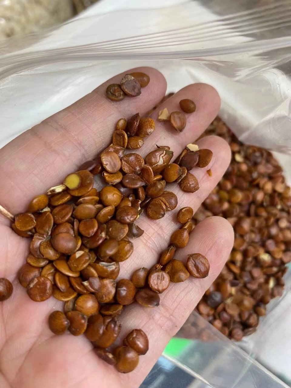 酸枣仁 酸枣仁是被大家熟知的治疗失眠的中药,是甘酸平,入心,肝,胆经