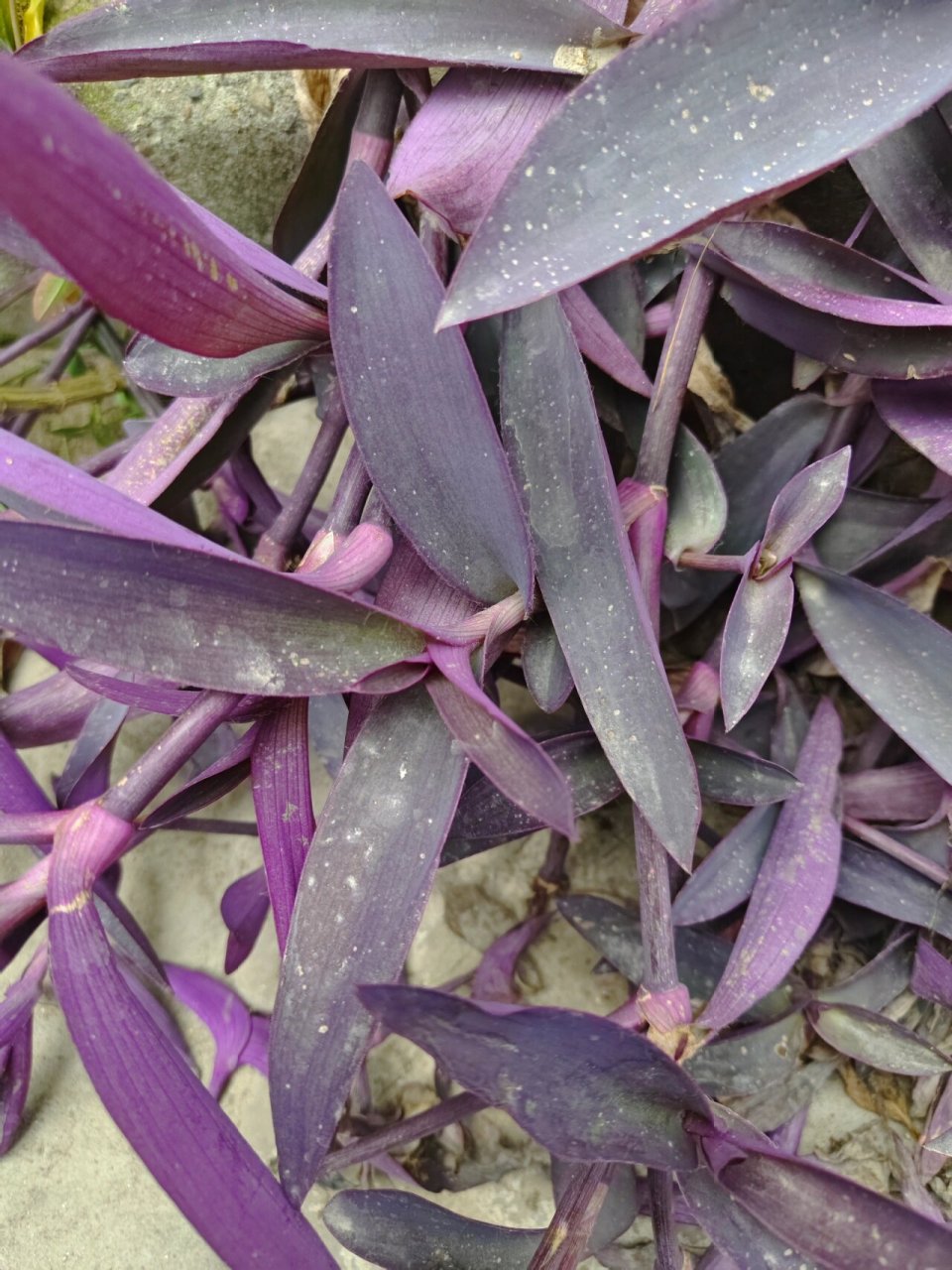 鸭趾草 紫鸭趾草 一,植物介绍 鸭跖草科紫竹梅属,又名紫竹梅,紫鸭跖草