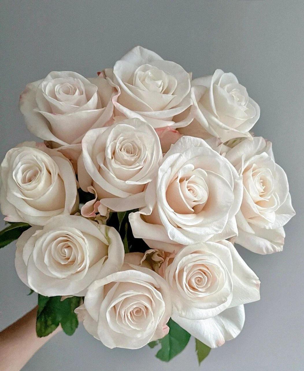 每天认识一种花--辛西娅玫瑰 辛西娅玫瑰 高颜值自带珠光感的玫瑰,无