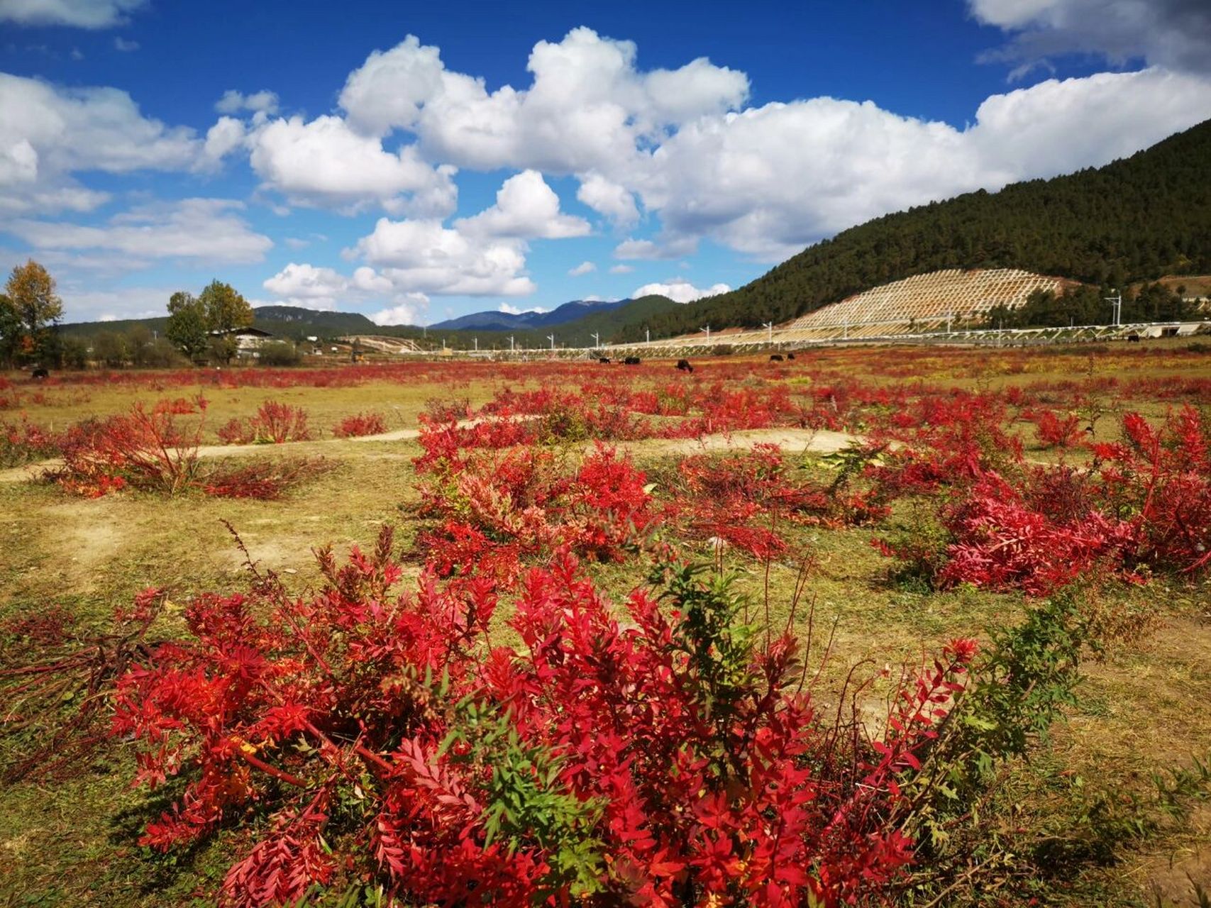 金秋香格里拉的狼毒花 金秋是香格里拉色彩最缤纷的季节!