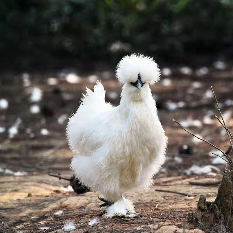 你们要的乌鸡照来了 相传,在清乾隆年间,涂文轩将自己养殖的泰和乌鸡