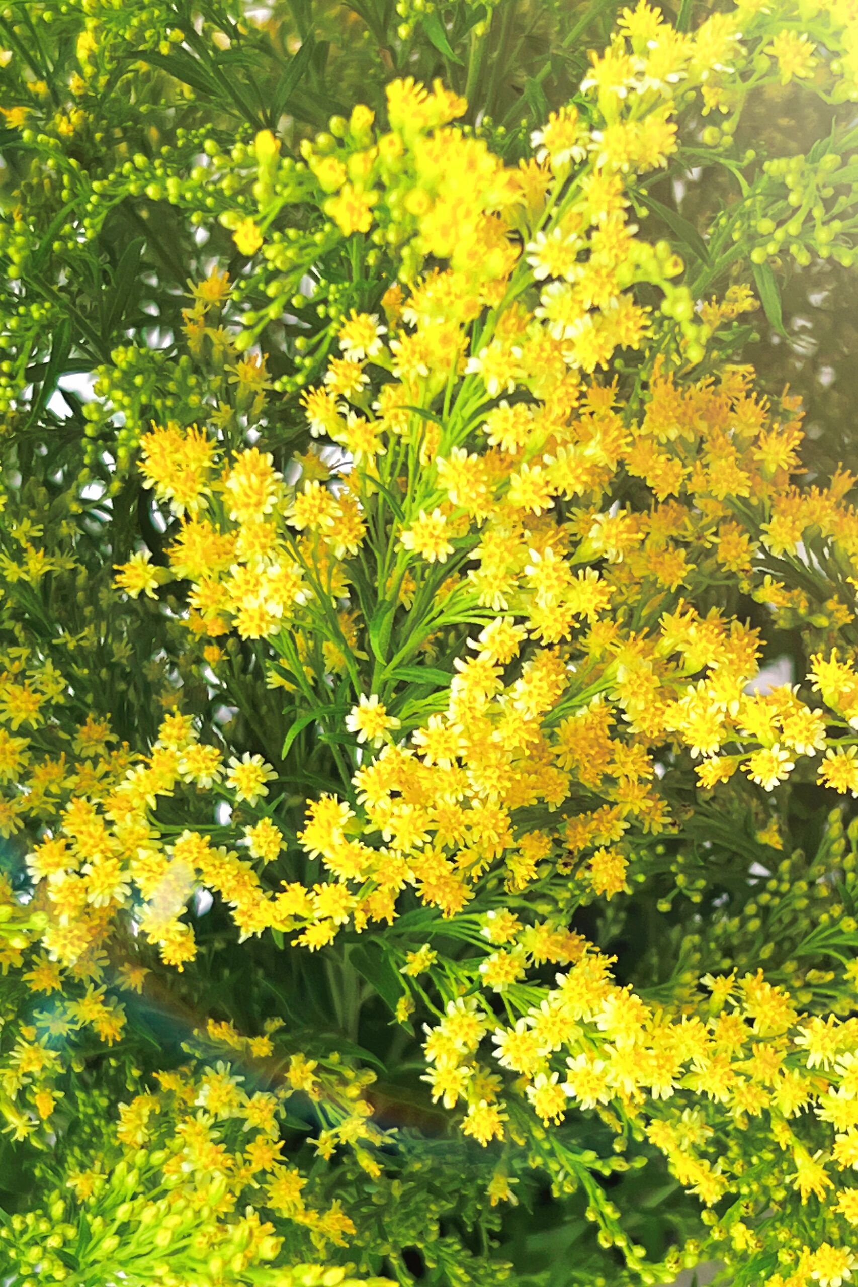 养护100种鲜切花:黄莺草 78推荐星级:8282828282 ---配草