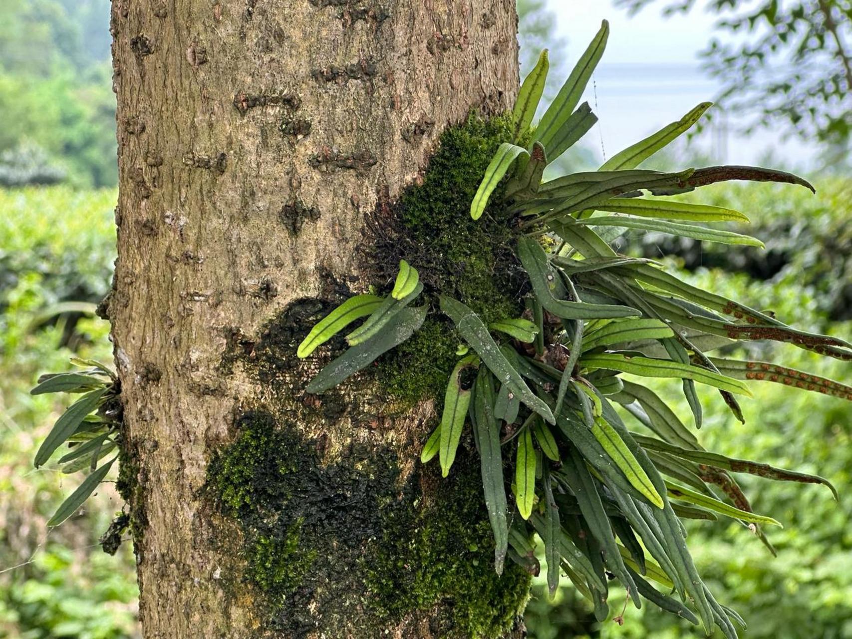 今天巡查茶园,捡得野生大菌子一枚!