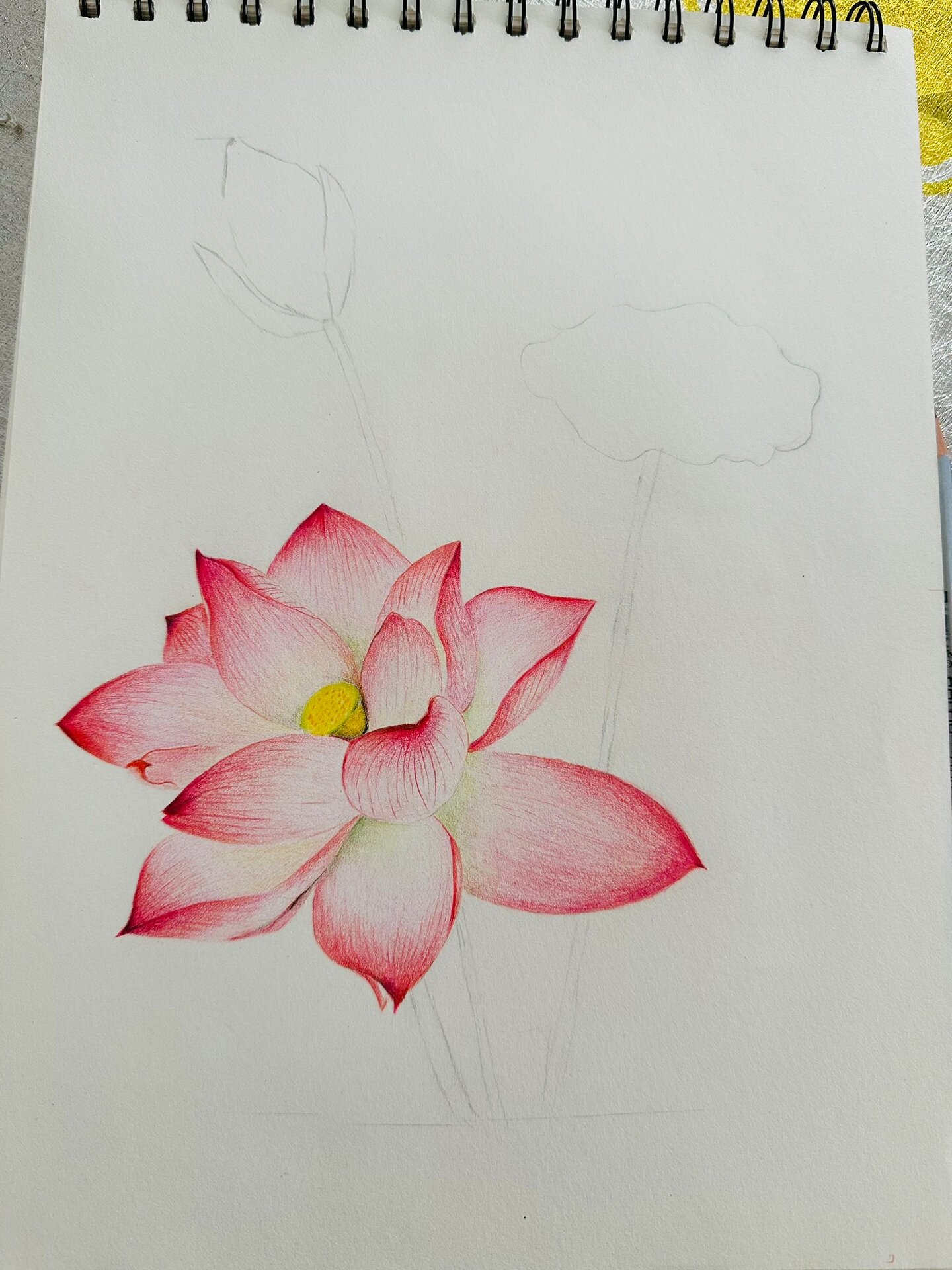 彩铅荷花彩铅画 依然断断续续画了十几天