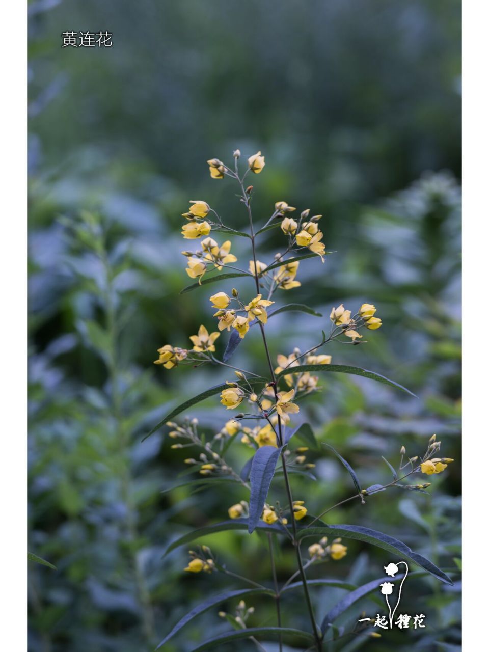 黄连花~ 黄连花是报春花科,珍珠菜属多年生宿根草本植物.