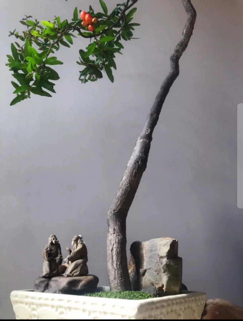 石榴树文人盆景 小叶石榴盆景,文人迎客.盆龄十五年.