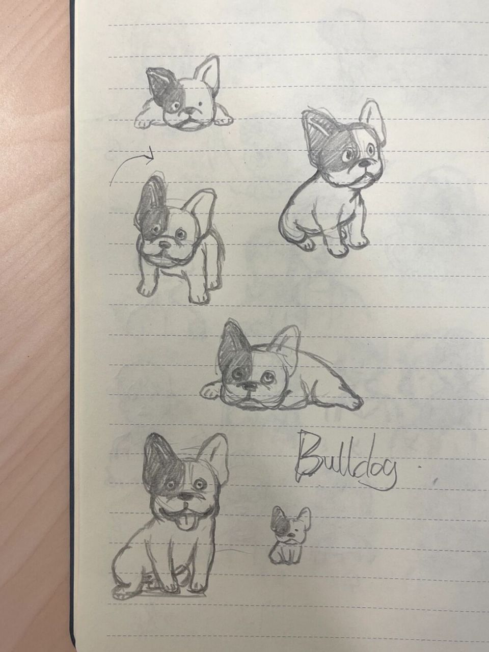 98狗狗简笔画100-17|斗牛犬 狗狗简笔画第17弹[期待]今天是"小怨种"