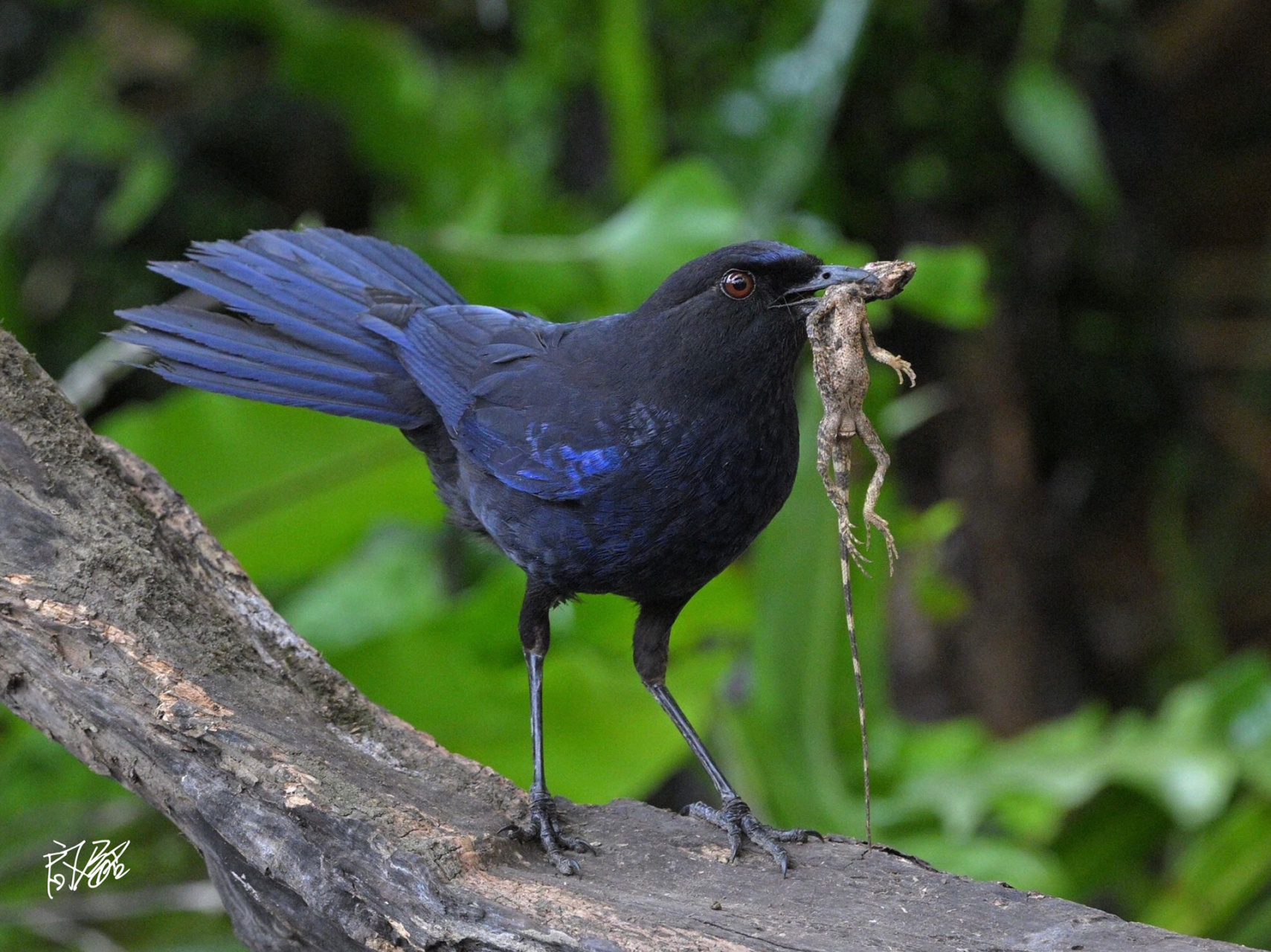 美丽的紫啸鸫      紫啸鸫(学名:myophonus insularis,英文名 taiwan