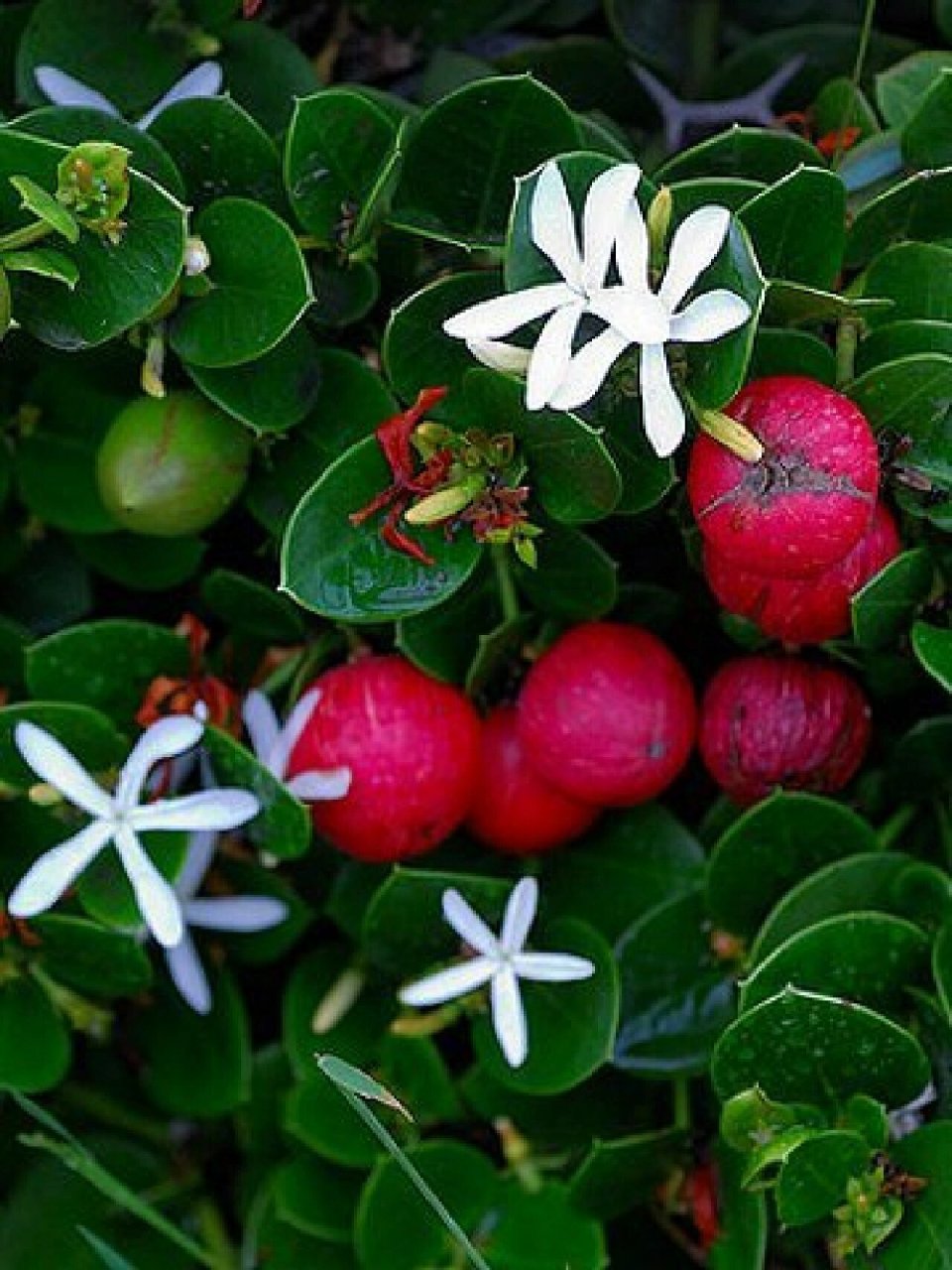 观花赏叶闻香还可食果的大花铁茉莉 !