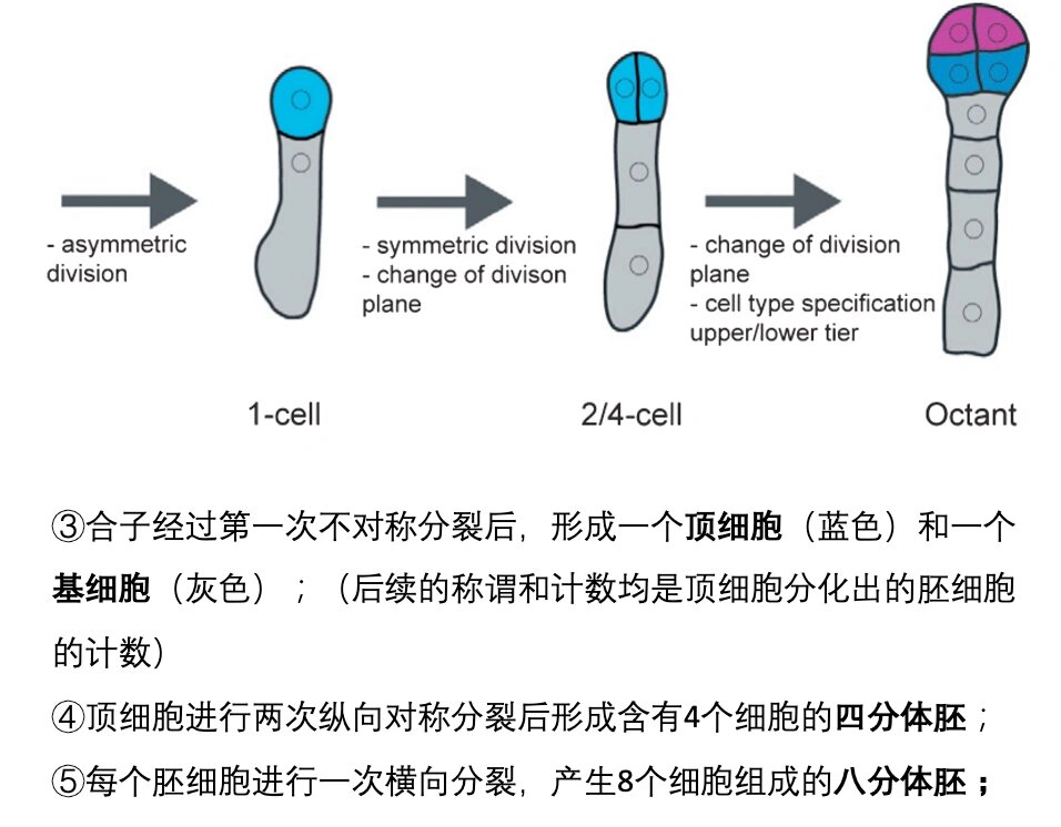 双子叶植物拟南芥胚胎形成过程 97图1  拟南芥胚胎形成示意图.