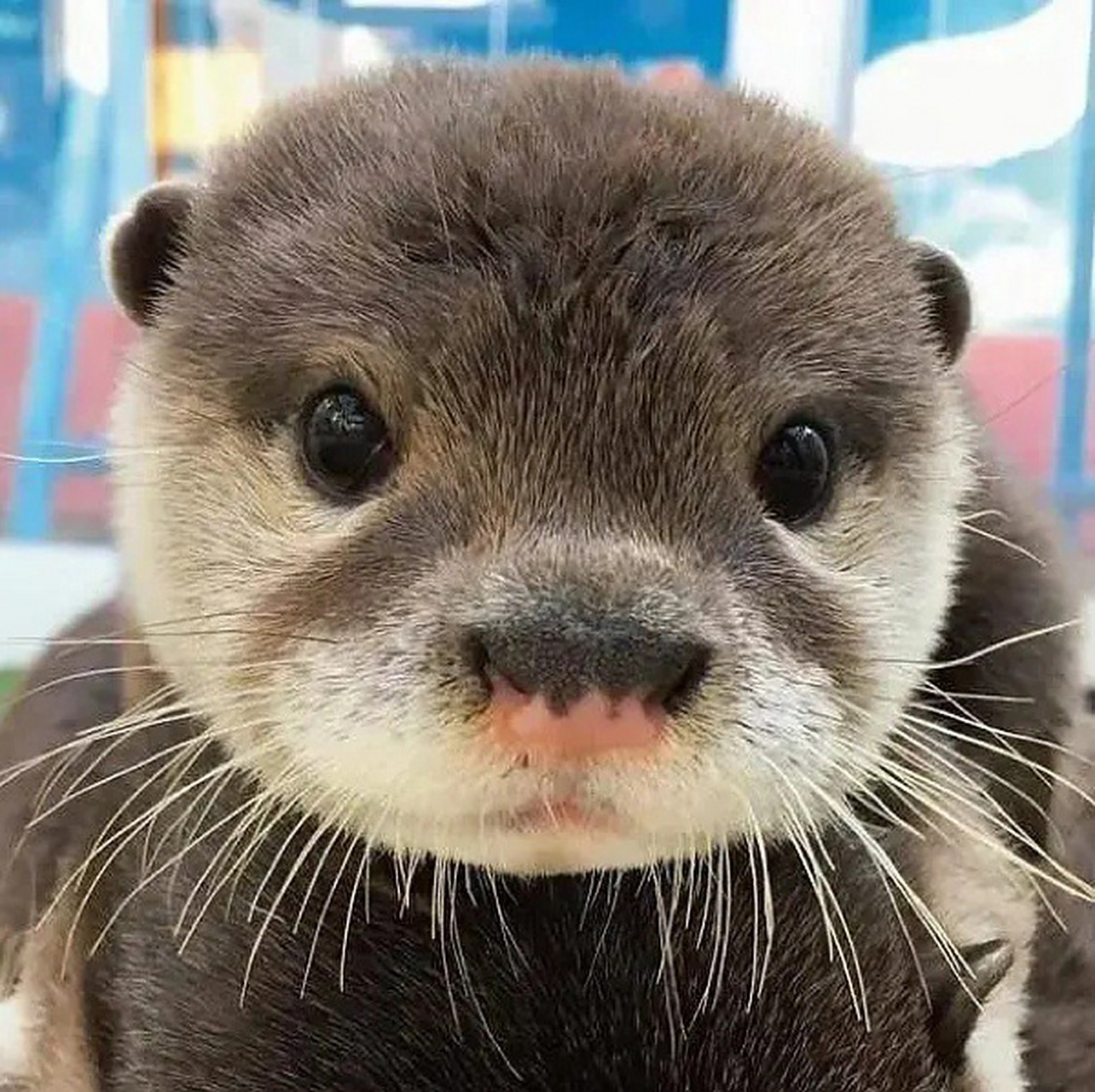 可爱小水獭头像