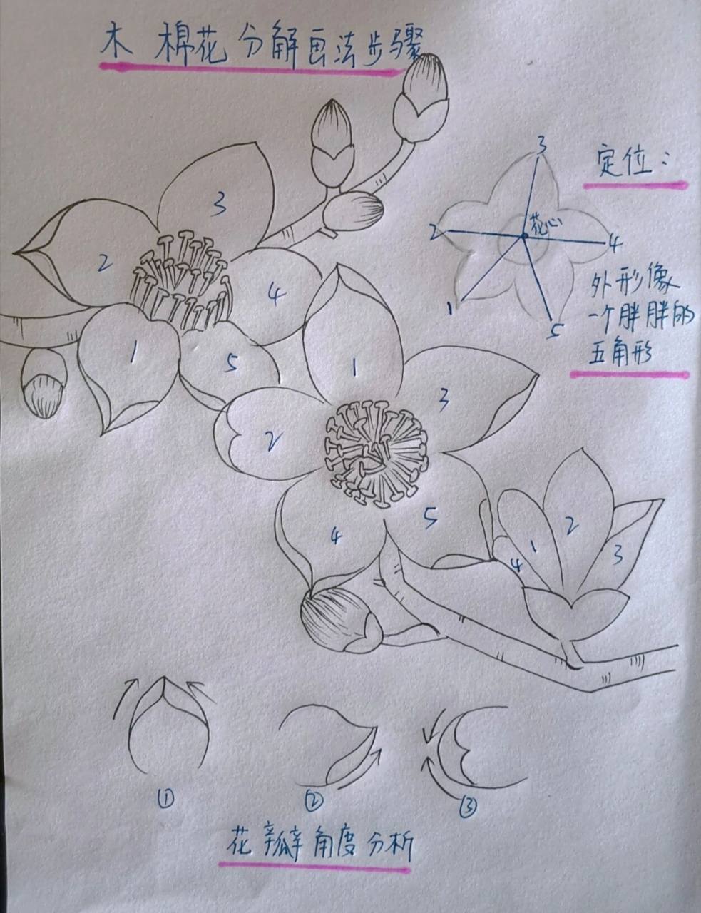 木棉花 | 花卉画法步骤图 | 一看就会 木棉花的春天,你哪里有木棉花吗