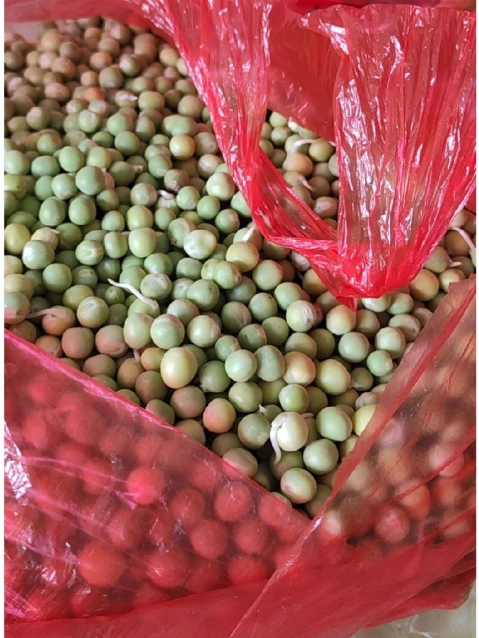 发芽的豌豆能吃吗? 这玩意儿能吃吗?