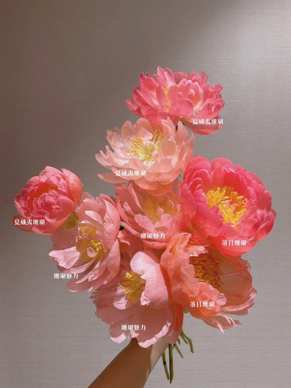 美哭❤️芍药中的极品 | 会变色的落日珊瑚🌇 最美芍药之一