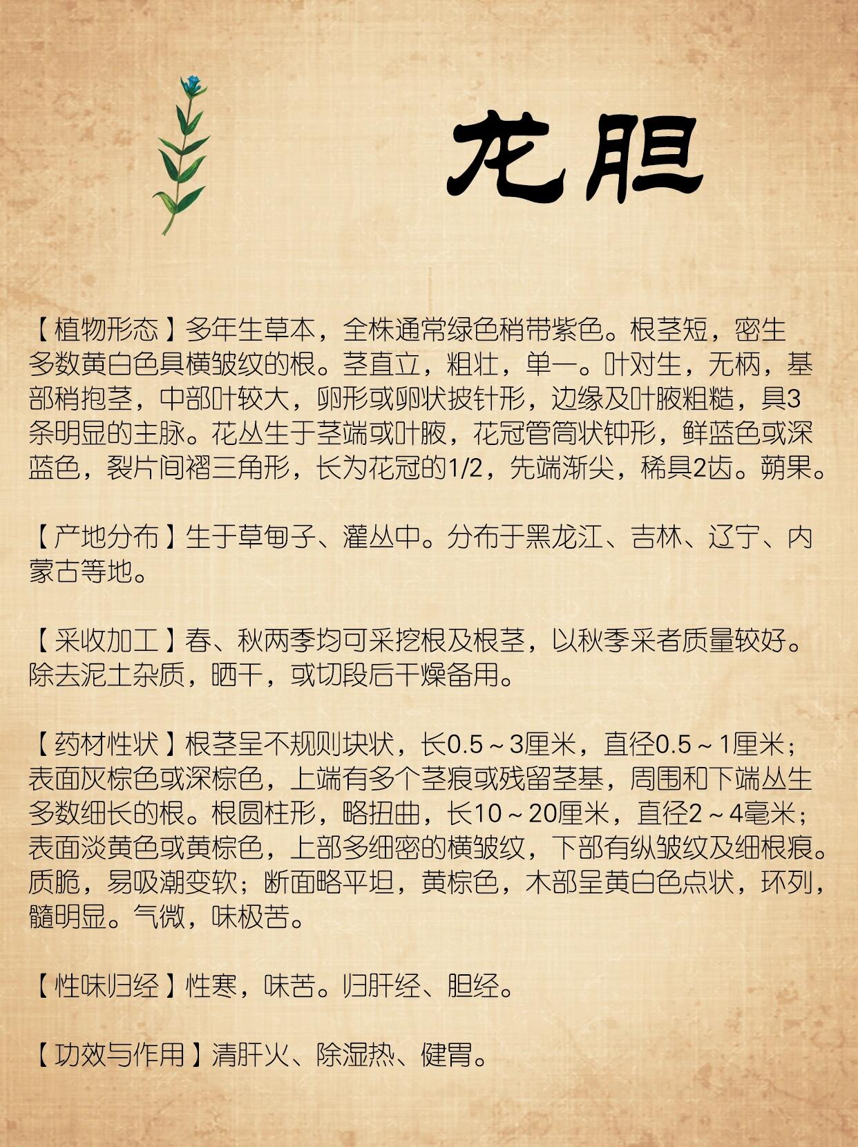 龙胆草主治图片