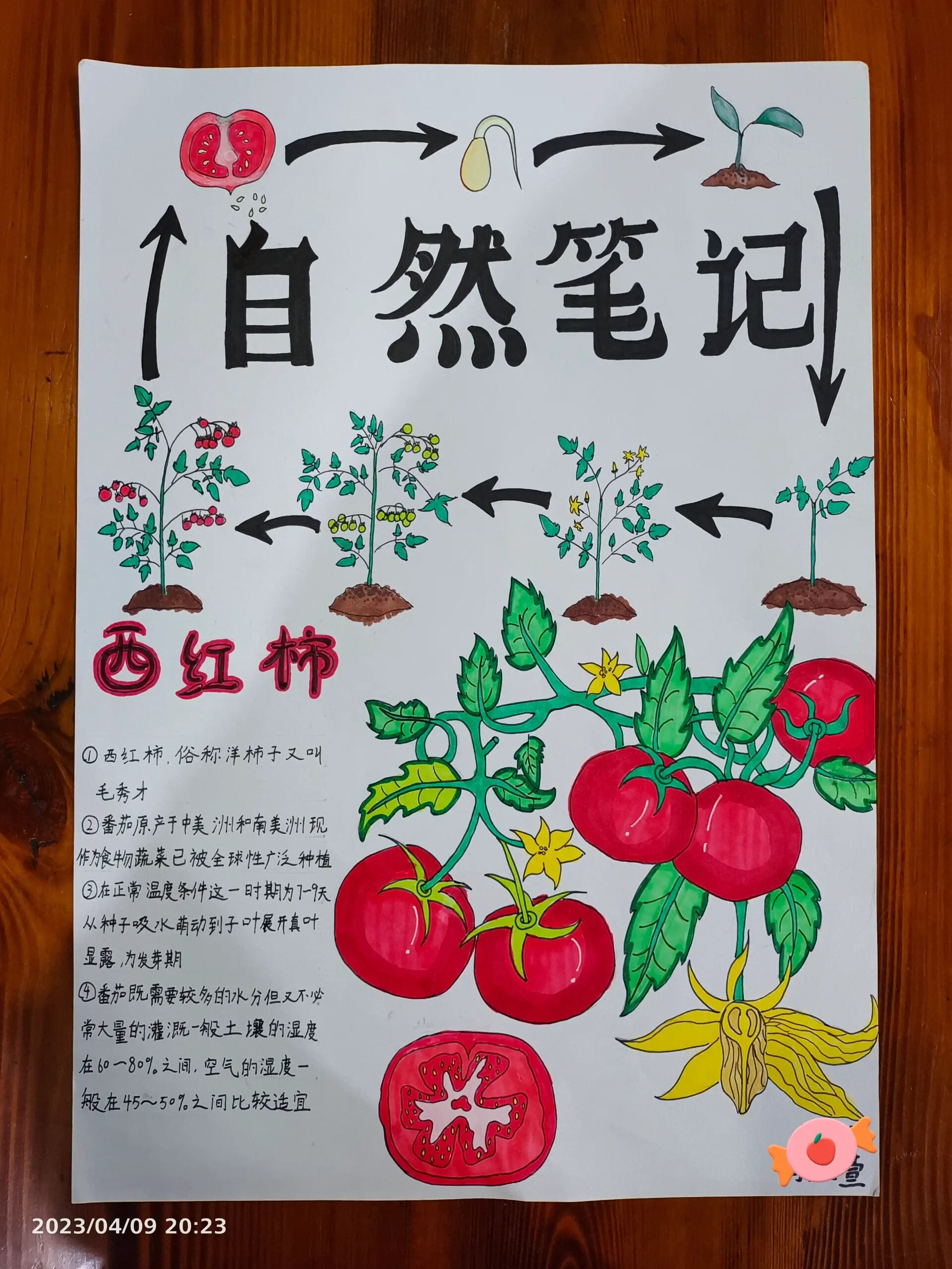 自然笔记:西红柿