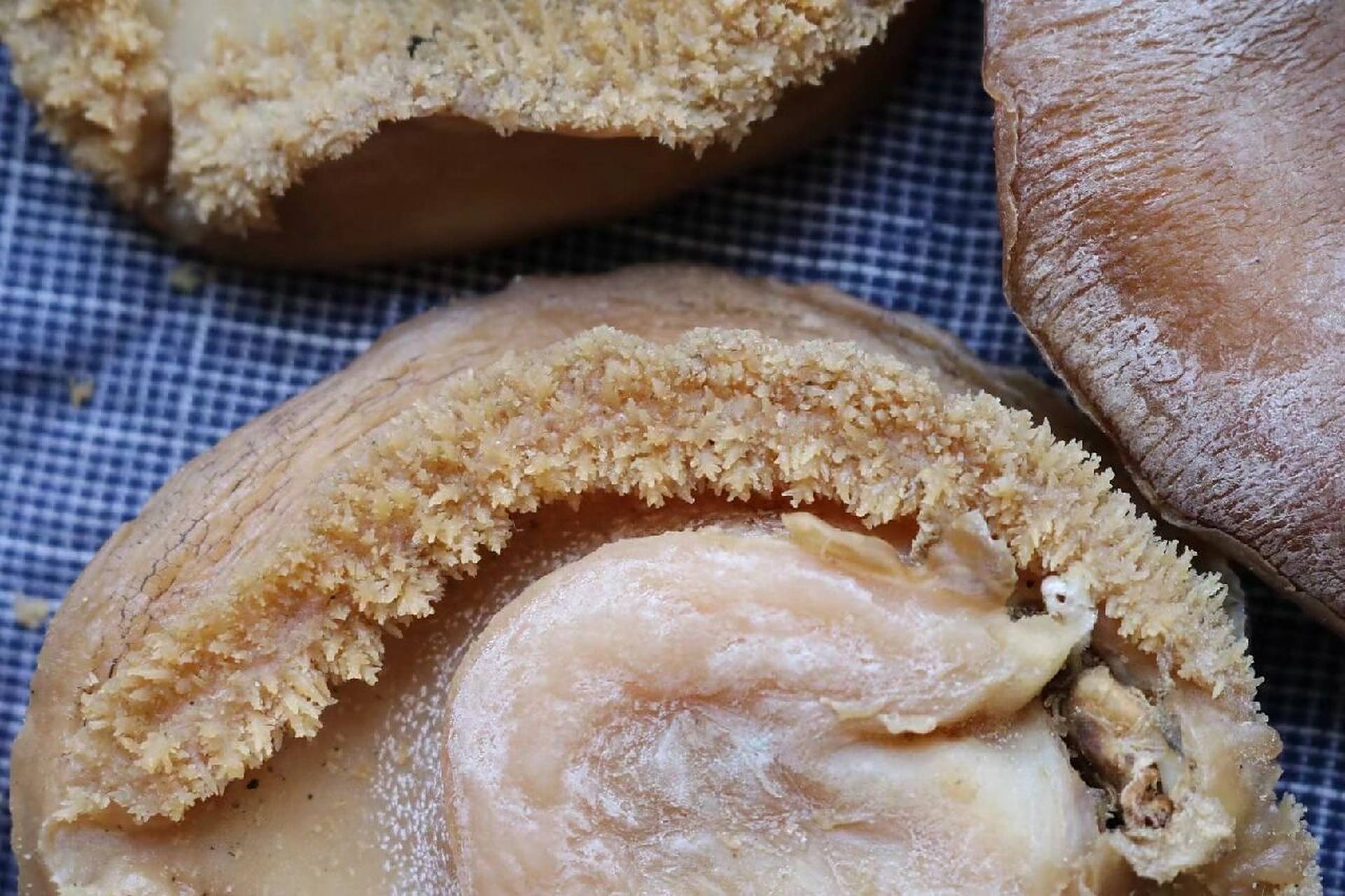 2头南非鲍鱼  所谓"千金难买双头鲍",一只双头鲍鱼价值极高.