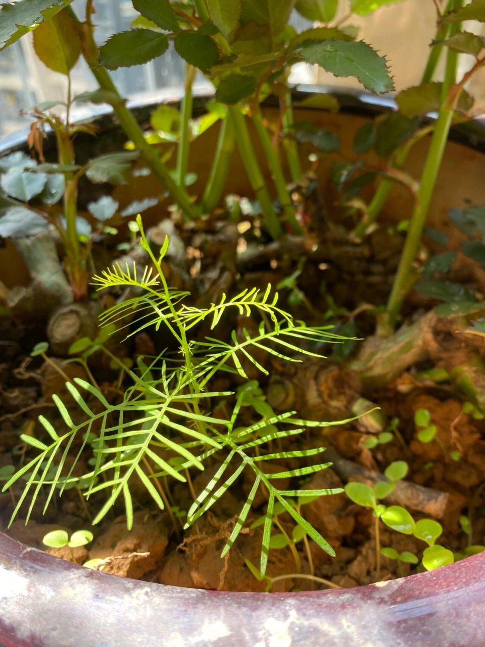 羽叶茑萝—-4月初发芽,七月初开花,太漂亮啦!
