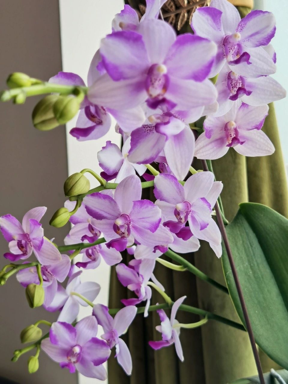 花径约6cm,三个萼片为白色,侧瓣中部为白色,上下两端为紫色,紫色唇瓣