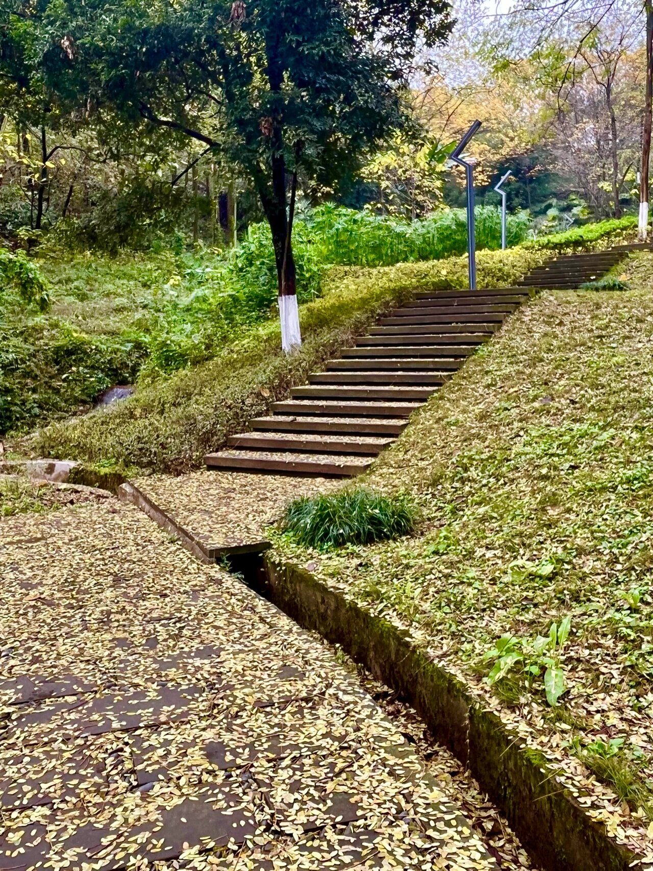 重庆两江新区金山公园 雨后的金山公园,非常清静,路有点湿滑,但也挡不