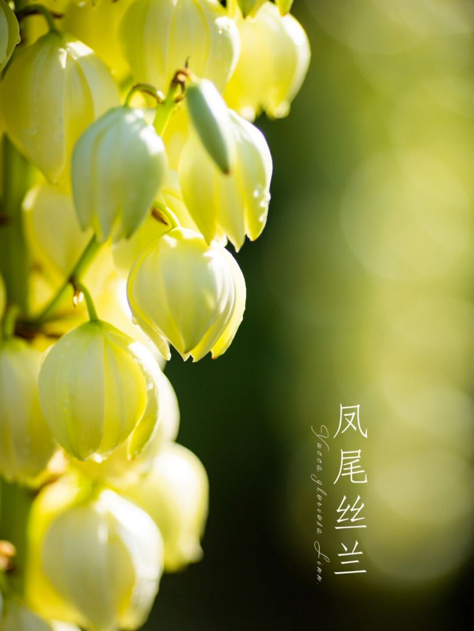 一缕幽香路上闻, 凤尾兰盛吐芳馨.